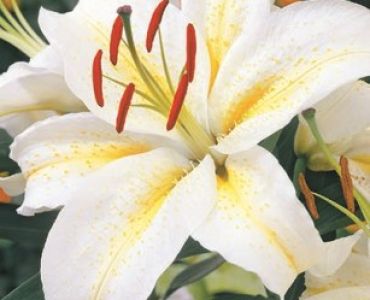 Лилиум Oriental Devotion 16/18