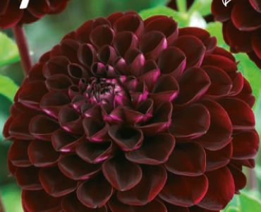 Далия Pompon Rocco