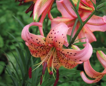 лилиум тигров Розов