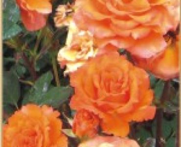 Увивна роза 056