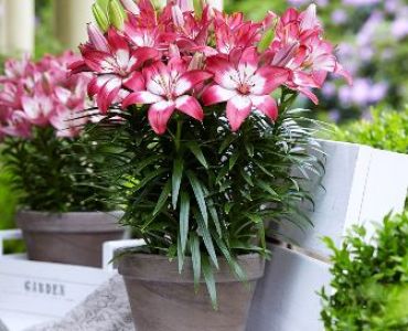 Лилиум Perfect Joy 12/14