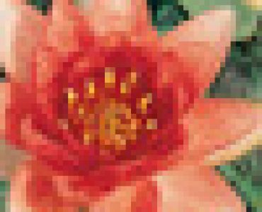 водна лилия Оранжева (Aurora)