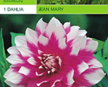 далия Jean Marie