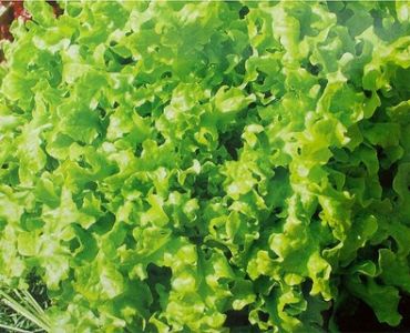 салата Акварел