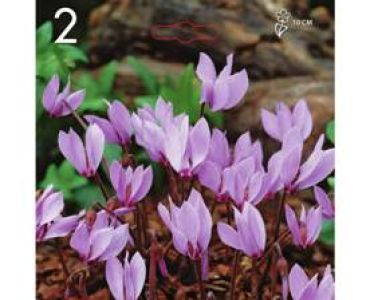 Циклама Neapolitanum