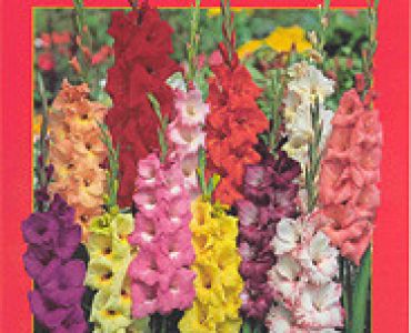 гладиоли - Микс 100 бр.