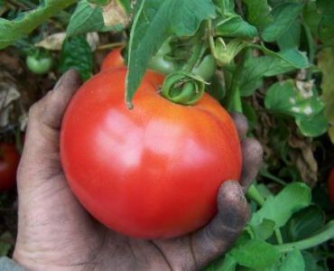 домати Маунтинг Спринг F1 (детерминантни)