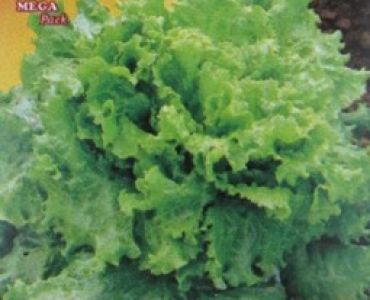 салата Джентилина Buona Luna