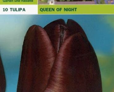 Лалета Queen of night (пакет - 10 луковици)