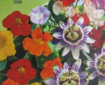 Цветен микс за увивни растения