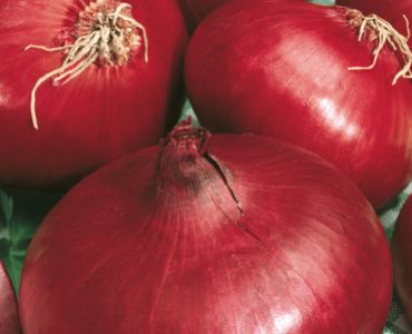 лук Червен от Тоскана`SG