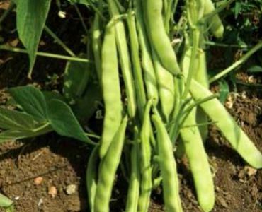 зелен фасул Монкайо (плосък)
