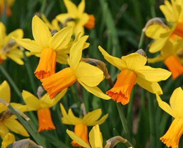 Нарцис Jetfire