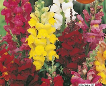 Антиринум - кученца едри, ниски`SG