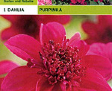 далия ниска Purpinka