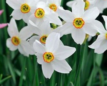 нарцис Recurvus 1 оп (5 луковици) 12/14