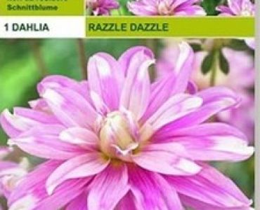 далия Razzle Dazzle