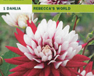 далия Rebecca's World