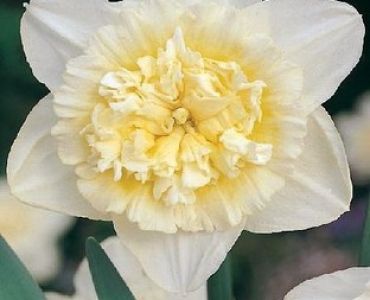 нарцис Double Ice King