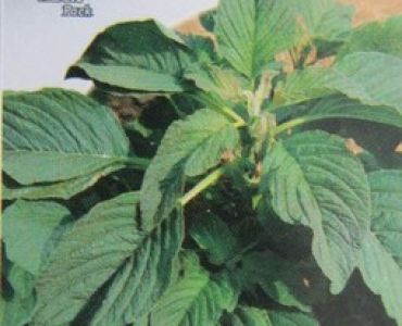 Амарант - щир