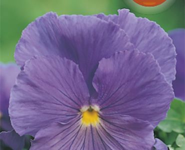 Теменуга Виолетова`SG