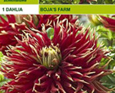 далия Boja's Farm