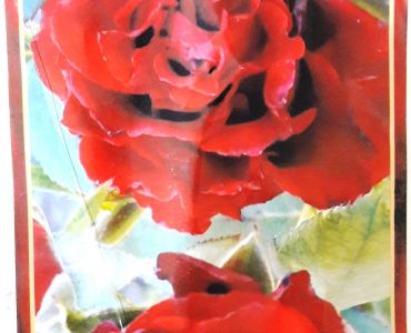Храстовидна роза 045 (без бодли)