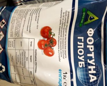 Фортуна Глоуб