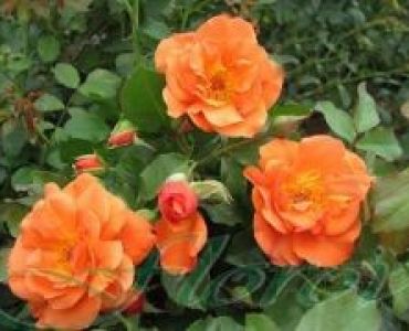 Облагородена катереща роза Флоров: Каталожен номер 22