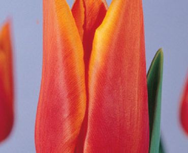 лале Lilyflowering Synaeda Orange