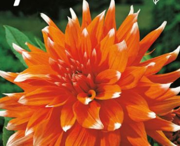 Далия Cactus Color Spectacle