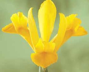 Ирис hollandica golden harvest