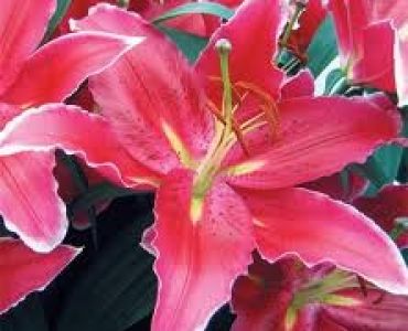 лилиум ориенталски Тъмно розов