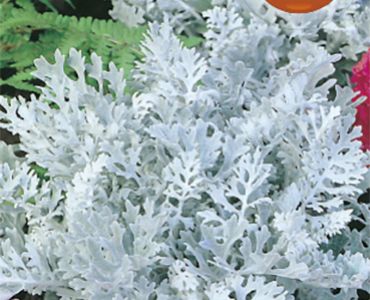 Цинерария Маритима`SG