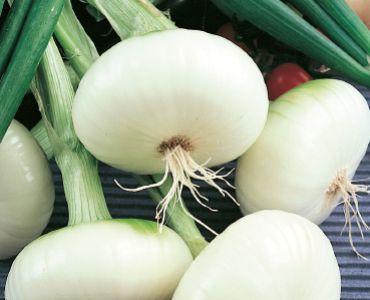 лук Bianca di Maggio`SG