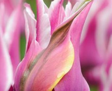 лале Lilyflowering Moonshine 11/12