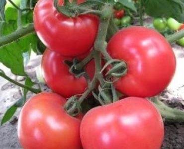 домати Пандароса F1