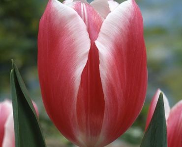 Лале triumph lucky strike