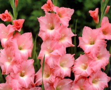 Гладиол Rose supreme