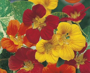 Латинка ниска SG