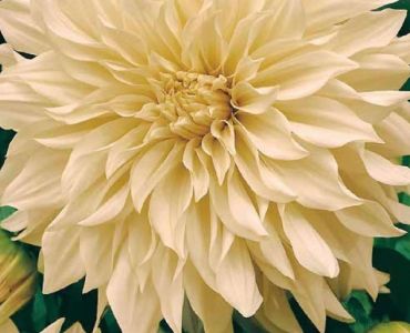 Далия  Cafe au  Lait