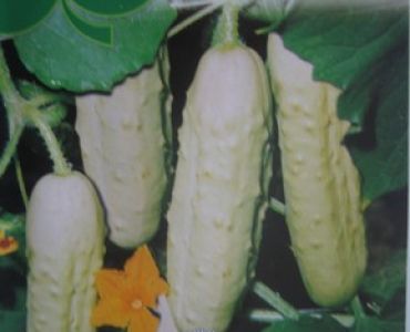 краставици Бели