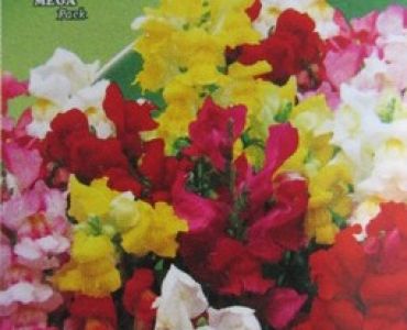 Кученца - ниски, едри