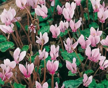 Циклама Градинска