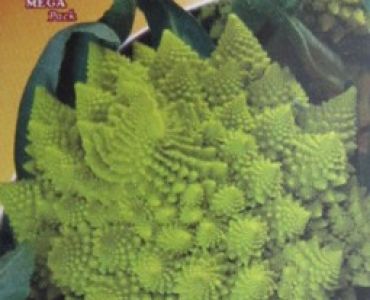 карфиол Романеско