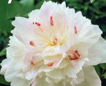 Божур Festiva Maxima (Ароматен)