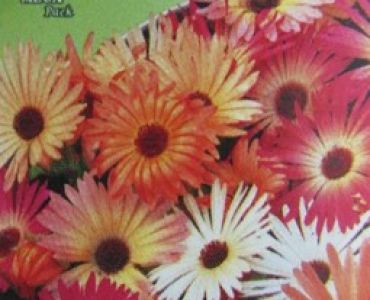 Месембриантемум