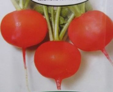 репички Глориета F1