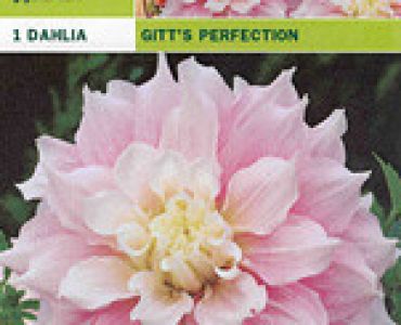 далия Gitt's Perfection