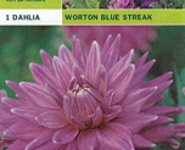 далия Worton Blue Streak